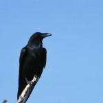 Common_raven