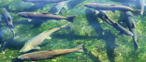 Chinook salmon Courtesy USFWS