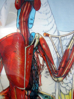 Bird anatomy sketch