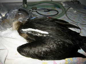 Cormorant under anesthesia