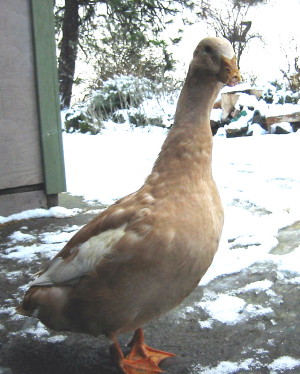 Injured duck, missing half her beak