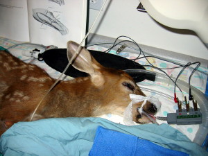 Fawn hit by car, under anesthesia