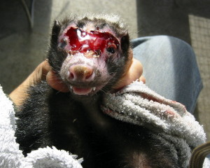 Skunk's face healing