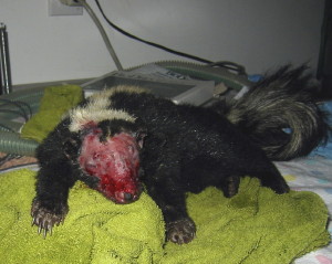 Skunk with burned face