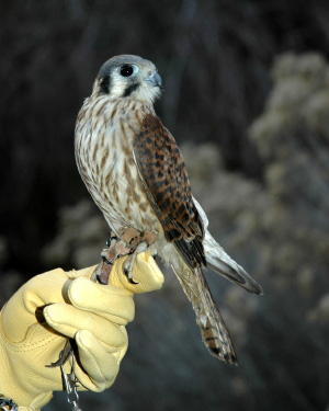 Zippy the Kestrel in the Raptor Discovery Program